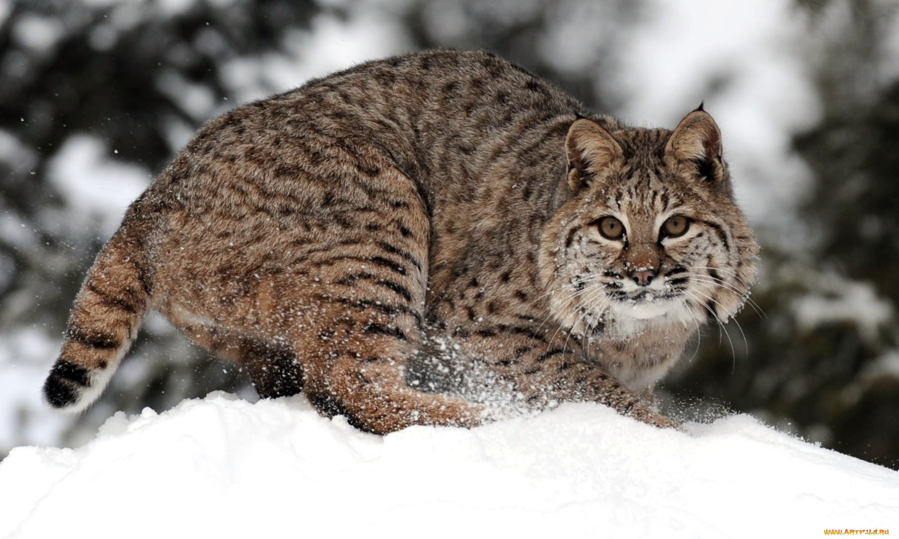 Животные сибири. Бобкэт кошка. Bobcat Рысь. Красная Рысь Бобкэт. Сибирский Бобкэт.